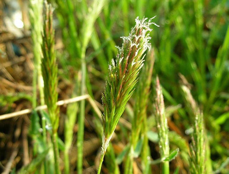 Anthoxanthum odoratum / Paleo odoroso
